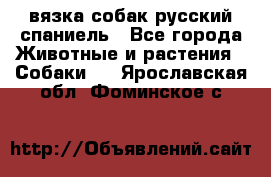 вязка собак русский спаниель - Все города Животные и растения » Собаки   . Ярославская обл.,Фоминское с.